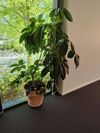 Plante i krukke