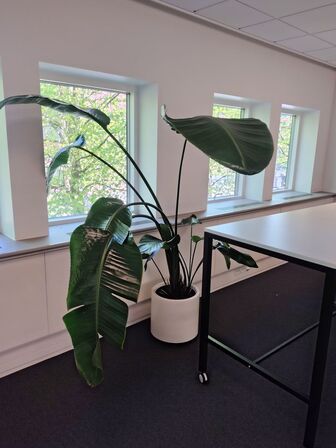 Plante i krukke