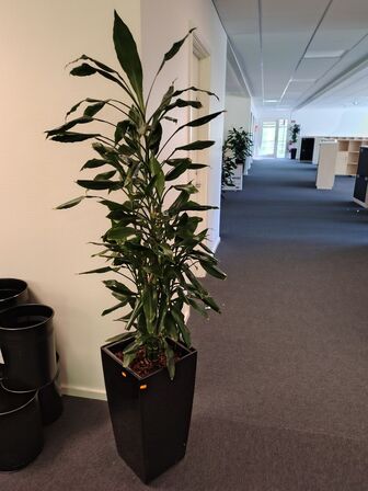 Plante i krukke
