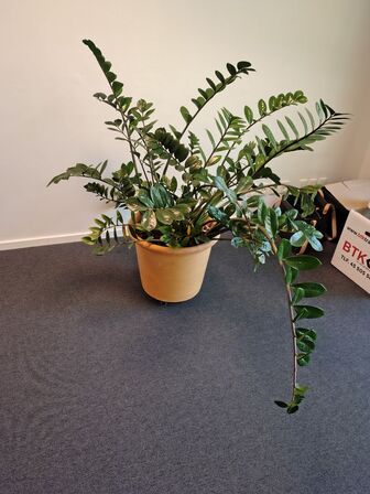 Plante i krukke
