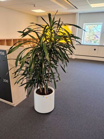 Plante i krukke