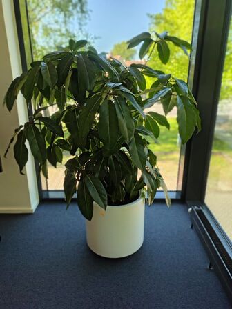 Plante i krukke