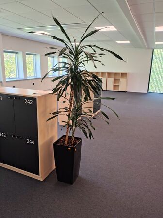 Plante i krukke