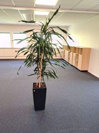 Plante i krukke