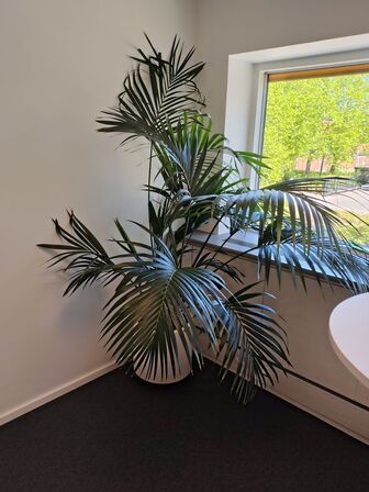 Plante i krukke
