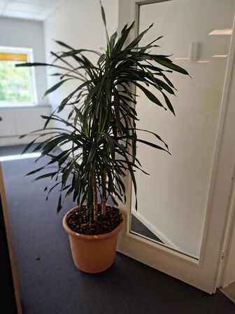 Plante i krukke