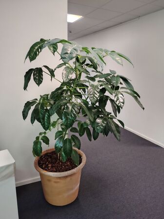 Plante i krukke