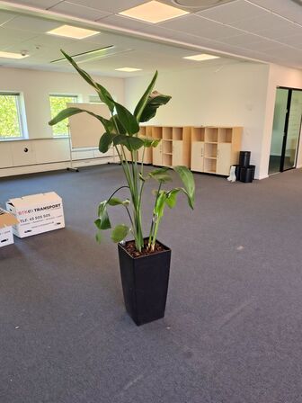 Plante i krukke