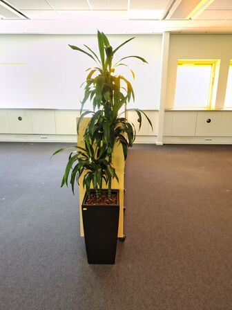 Plante i krukke