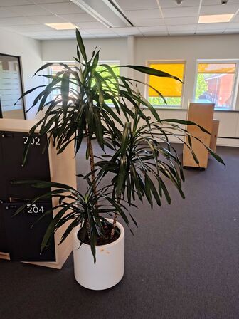 Plante i krukke