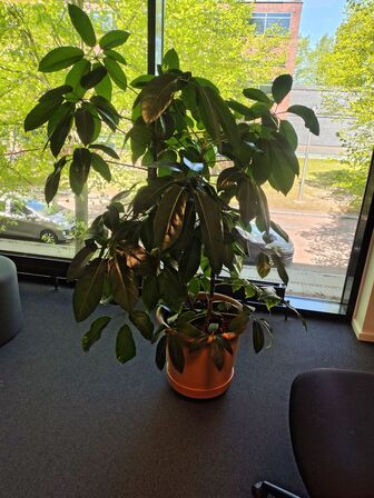 Plante i krukke