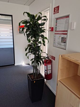 Plante i krukke