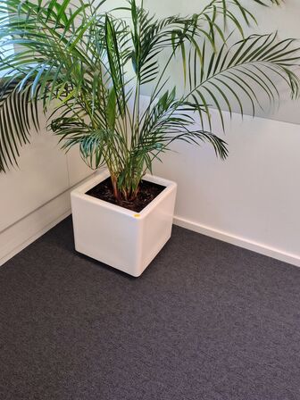 Plante i krukke