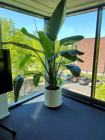 Plante i krukke