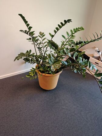 Plante i krukke
