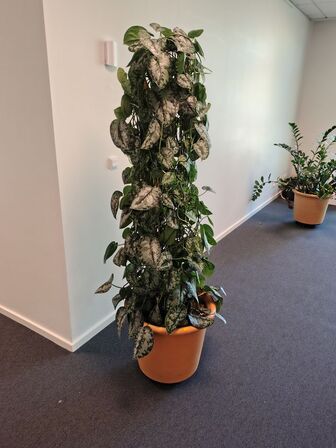 Plante i krukke
