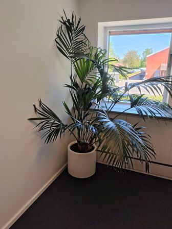 Plante i krukke