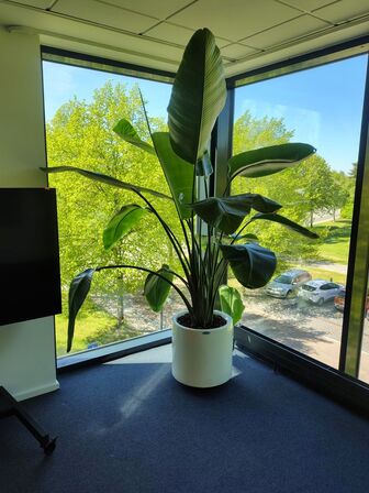 Plante i krukke