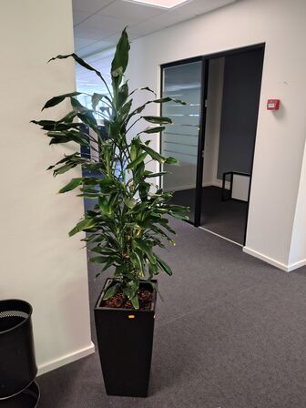 Plante i krukke