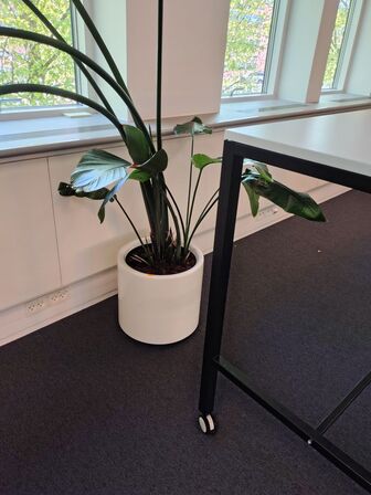 Plante i krukke