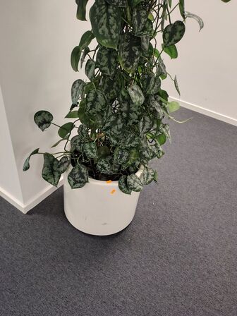 Plante i krukke