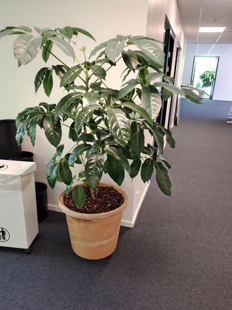 Plante i krukke