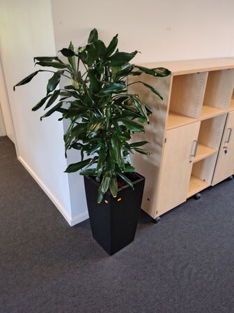 Plante i krukke