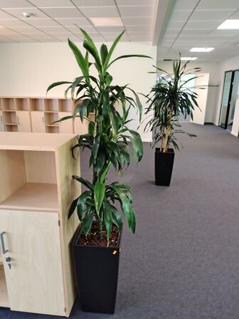 Plante i krukke