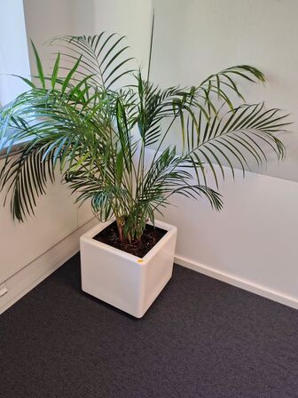 Plante i krukke