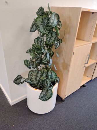 Plante i krukke
