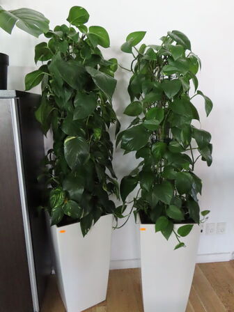 Div. pynt og kunstige planter