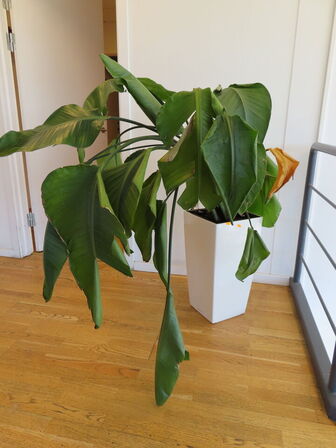 Stor plante i krukke