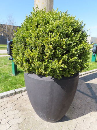 2 stk. store planter i krukker