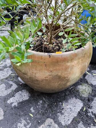 2 stk. krukker m. plante