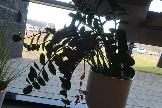 Plante i krukke FERM LVING Hourglass 