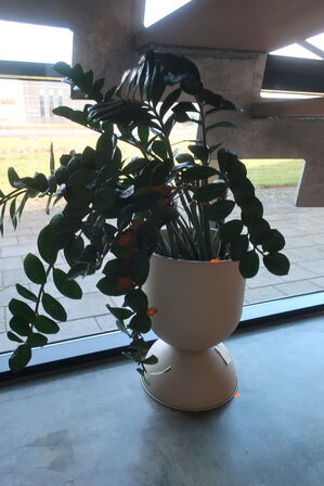 Plante i krukke FERM LVING Hourglass 