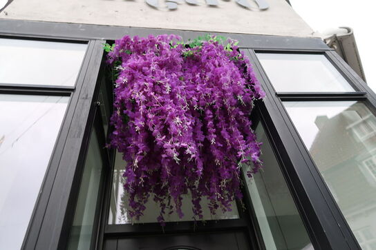 Udendørs hængeplante