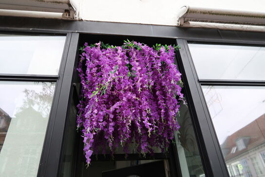 Udendørs hængeplante