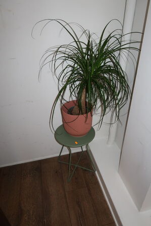 Sidebord med plante i krukke