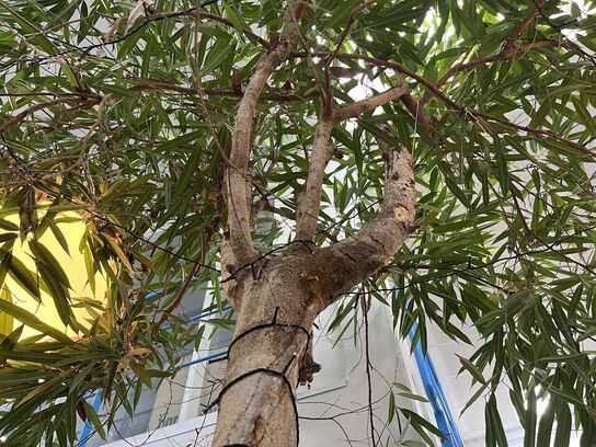 Stort indendørs træ med krukke ca. 5m 