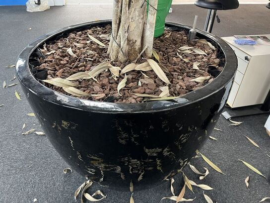 Stort indendørs træ med krukke ca. 5m 