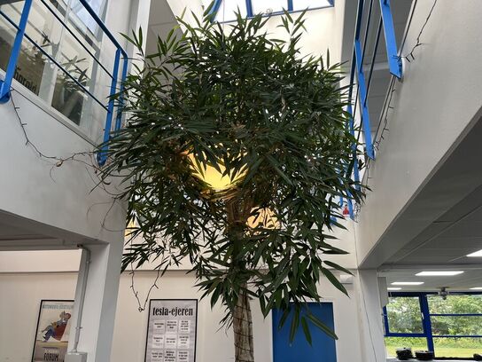 Stort indendørs træ med krukke ca. 5m 