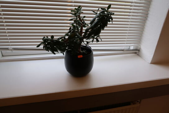 2 stk. planter, opbevaringsfade m.m.
