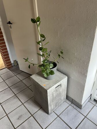 Betonbord (faux) inkl. plante