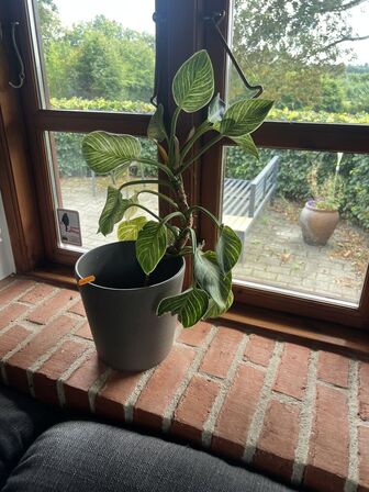Div. planter (se billeder)