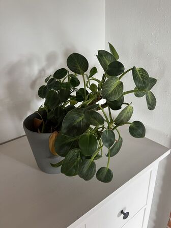 Div. planter (se billeder)