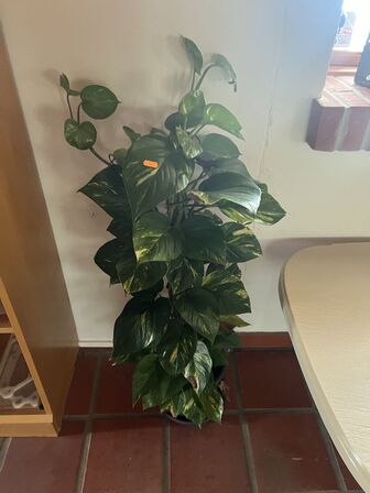 Div. planter (se billeder)