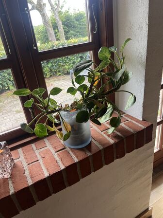 Div. planter (se billeder)