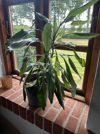 Div. planter (se billeder)