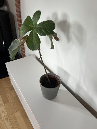Div. planter (se billeder)
